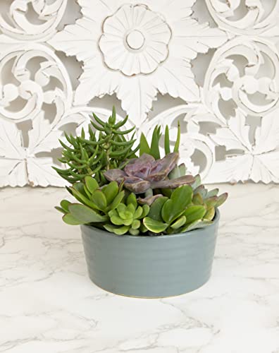 Succulent Assortment in Clay Pot Planter a7