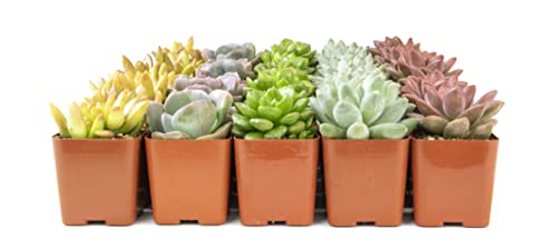 Succulent Plants Live 12 Pack Potted Indoor Houseplants a7