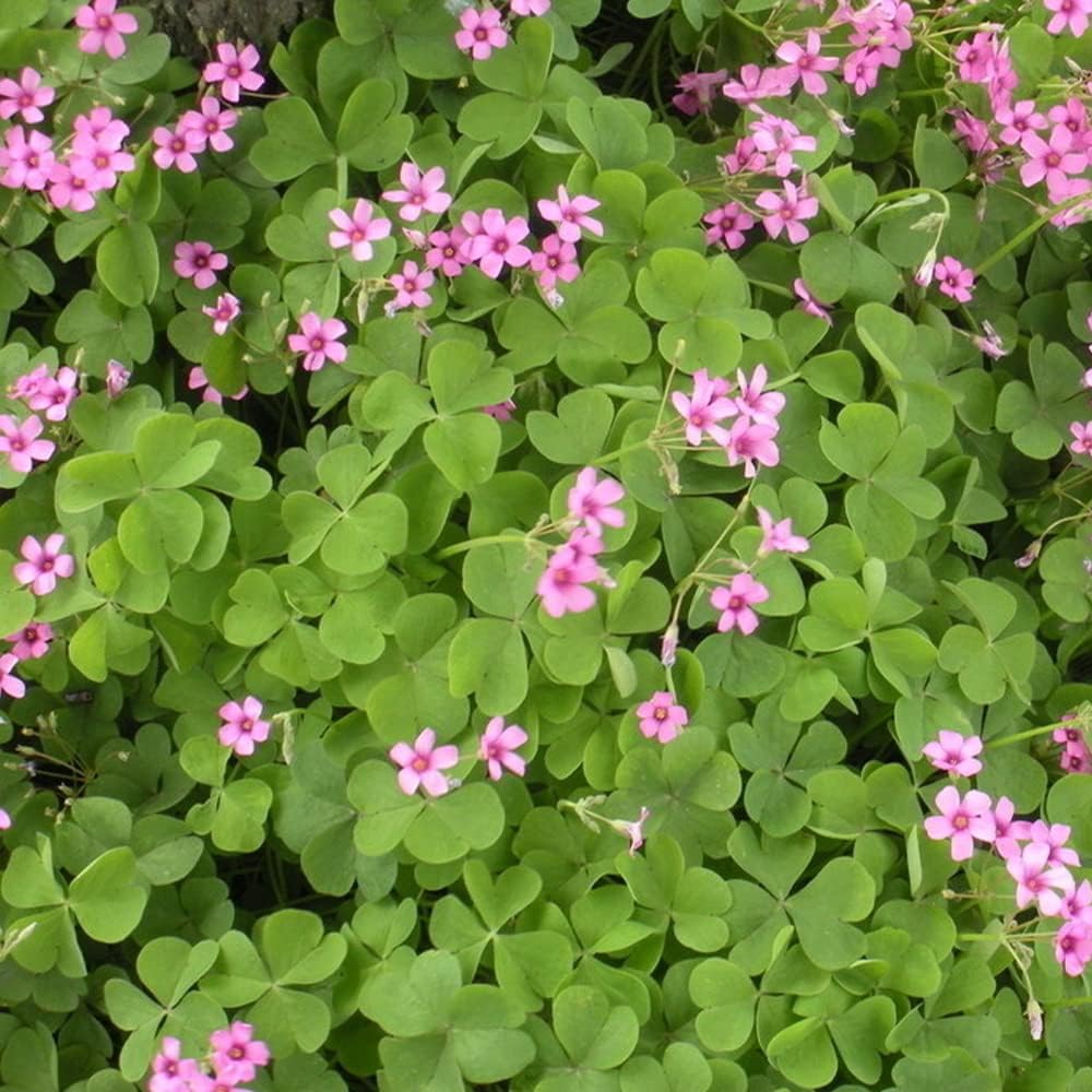 Purple Green Shamrocks Bulbs for Planting 30pcs a7