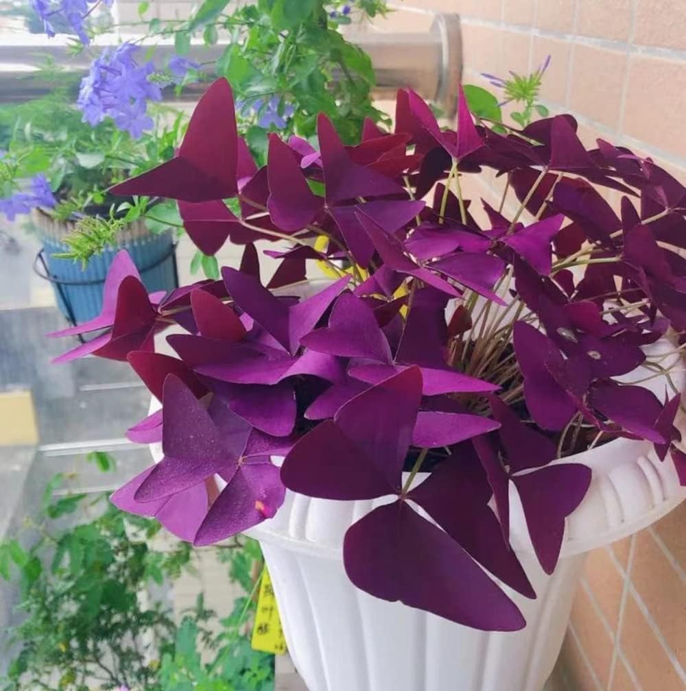 Purple Shamrocks Bulbs for Indoor Outdoor Planting a7