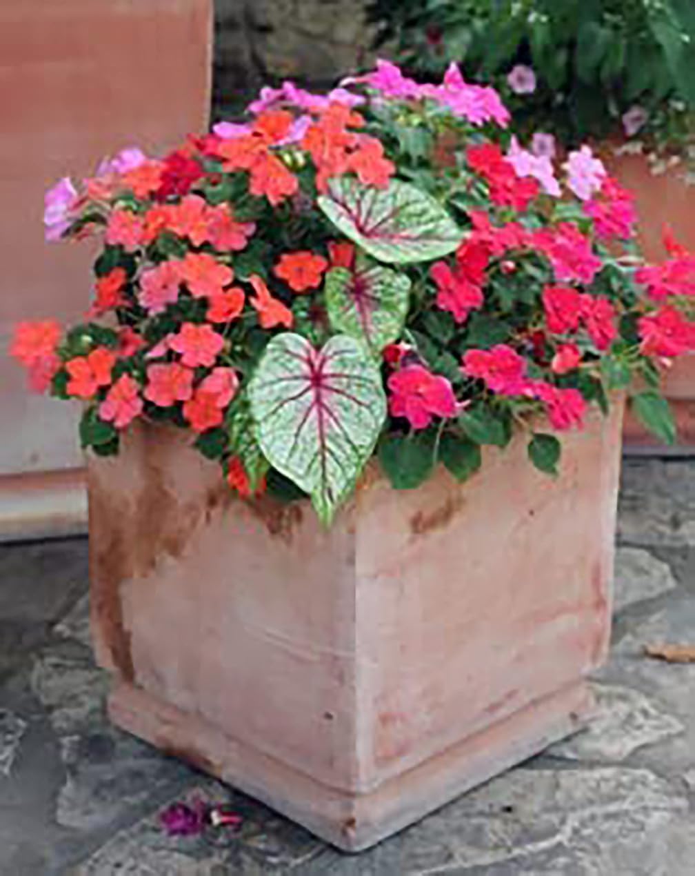 Dwarf Gingerland Caladium White Red Marks Top Size Roots k7m
