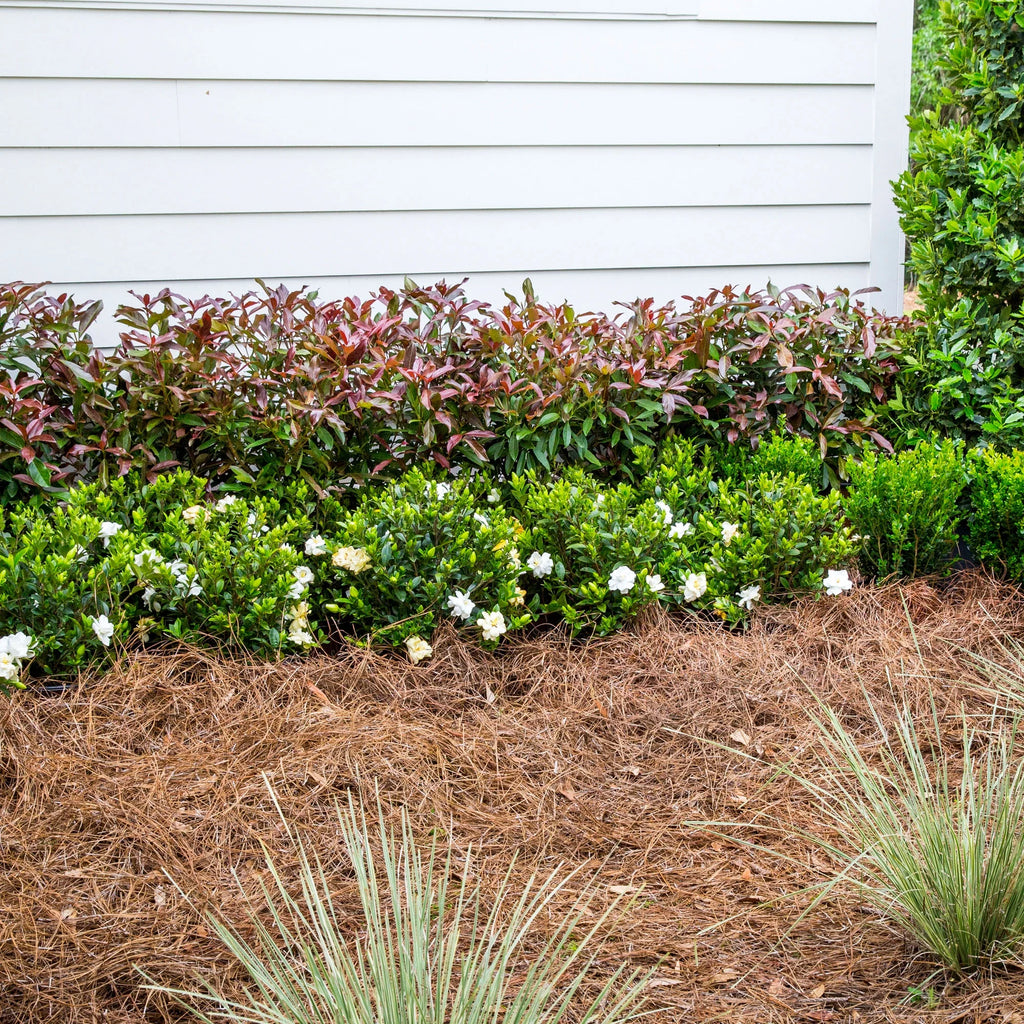 Viburnum Copper Top Live Shrub 2 Gallon a7