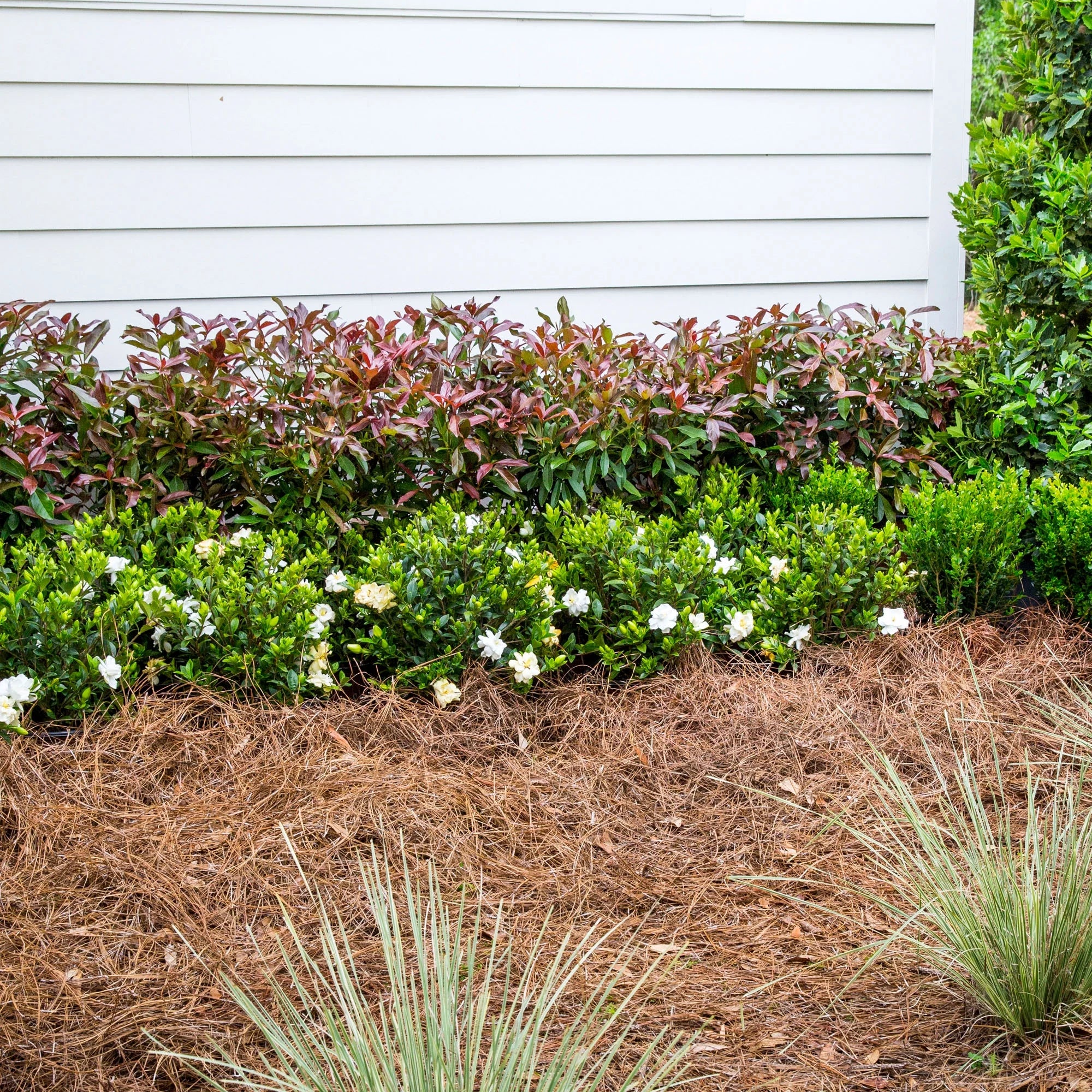 Viburnum Copper Top Live Shrub 2 Gallon a7