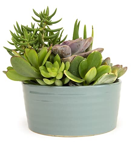 Succulent Assortment in Clay Pot Planter a7