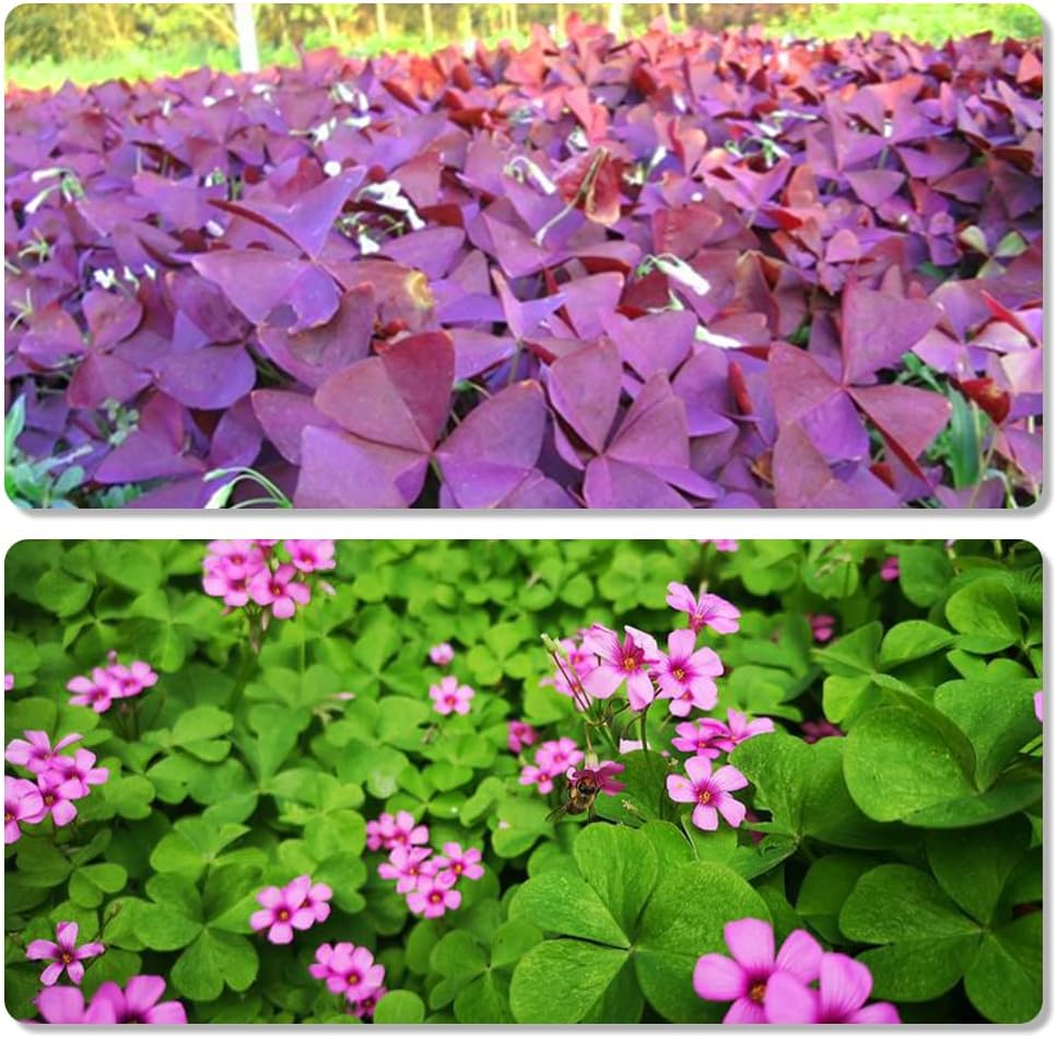 Purple Green Shamrocks Bulbs for Planting 30pcs a7