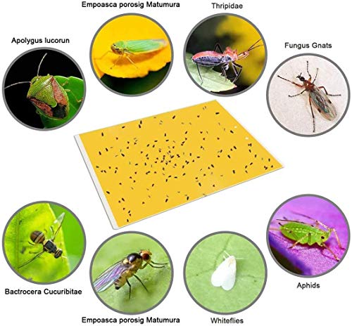 Yellow Sticky Traps for Flying Plant Insects 6x8 Inches with Twist Ties k7m