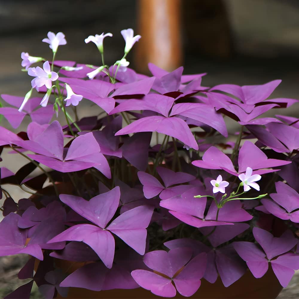 Purple Green Shamrocks Bulbs for Planting 30pcs a7