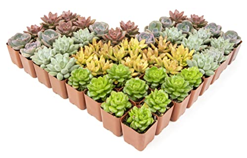 Succulent Plants Live 12 Pack Potted Indoor Houseplants a7