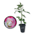 Cherry Parfait Rose Bush - Live Starter Plant in a 2 Inch Pot - Beautiful Rose from Florida - A Beautiful Rose with Soft Creamy Petals in a Rich Cherry Red Hue - Radiant Selections