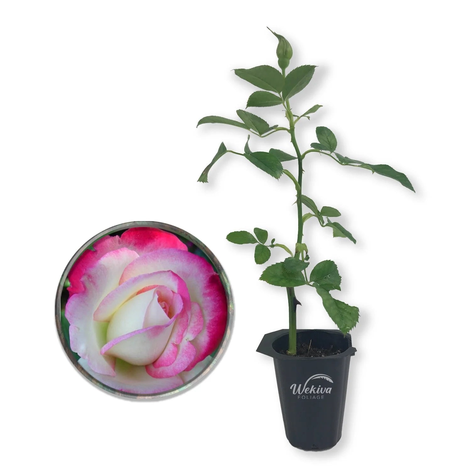 Cherry Parfait Rose Bush - Live Starter Plant in a 2 Inch Pot - Beautiful Rose from Florida - A Beautiful Rose with Soft Creamy Petals in a Rich Cherry Red Hue - Radiant Selections
