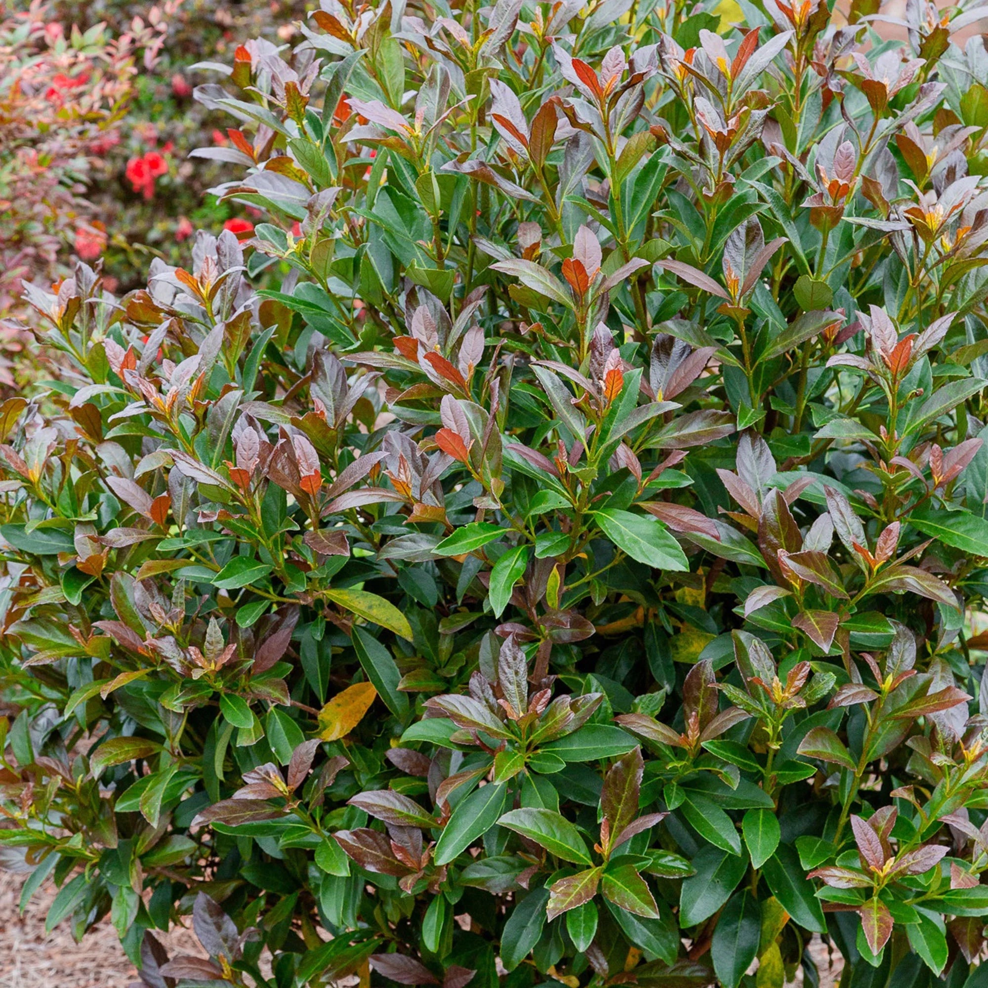 Viburnum Copper Top Live Shrub 2 Gallon a7