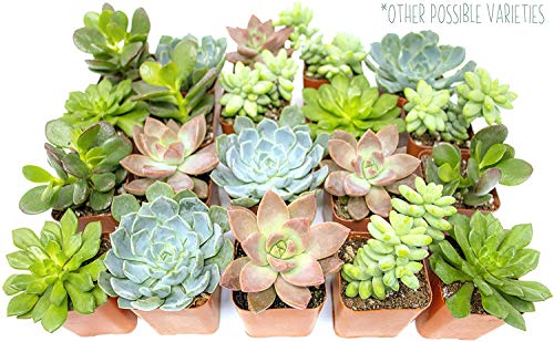 Succulent Assortment in Clay Pot Planter a7