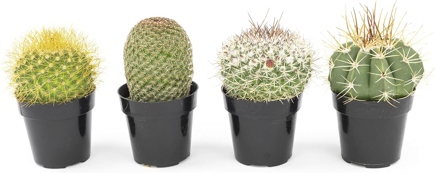 Assorted Cactus Plants Live Succulents 4PK a7