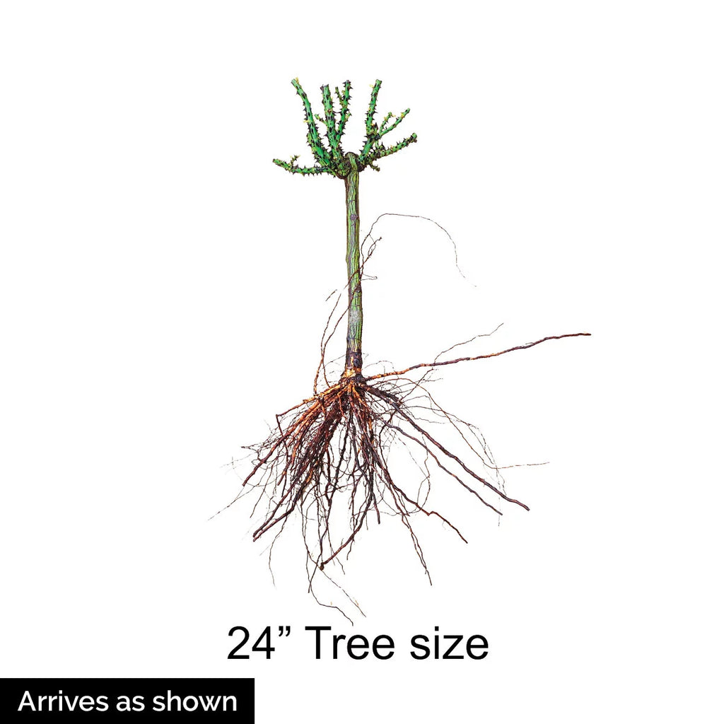 Dormant Bare Root Tree Rose, 1 Plant Per Order a7