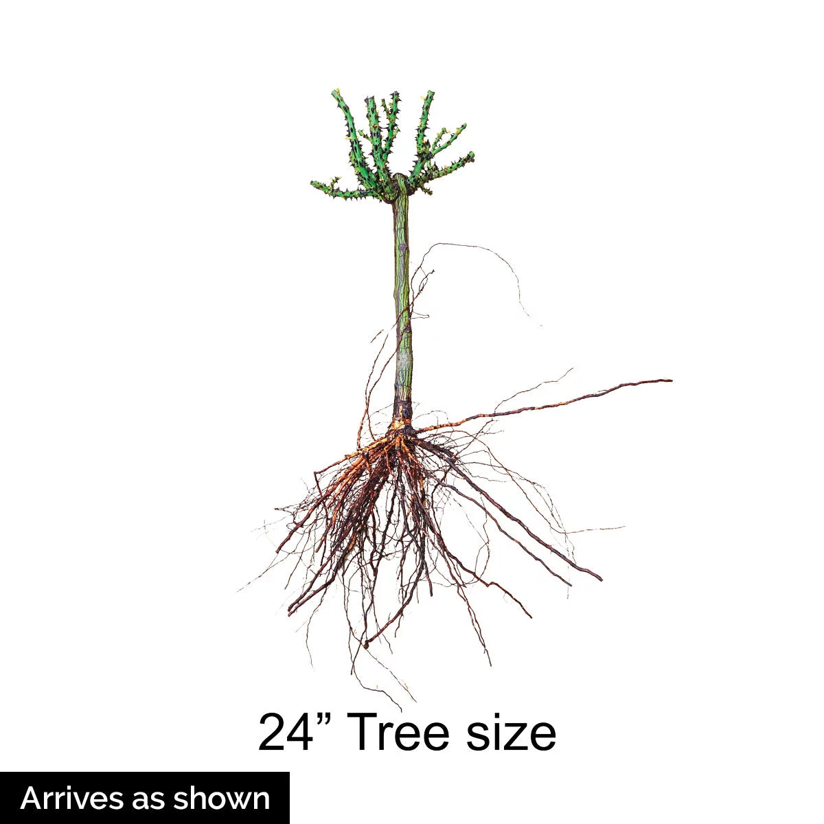 Dormant Bare Root Tree Rose, 1 Plant Per Order a7