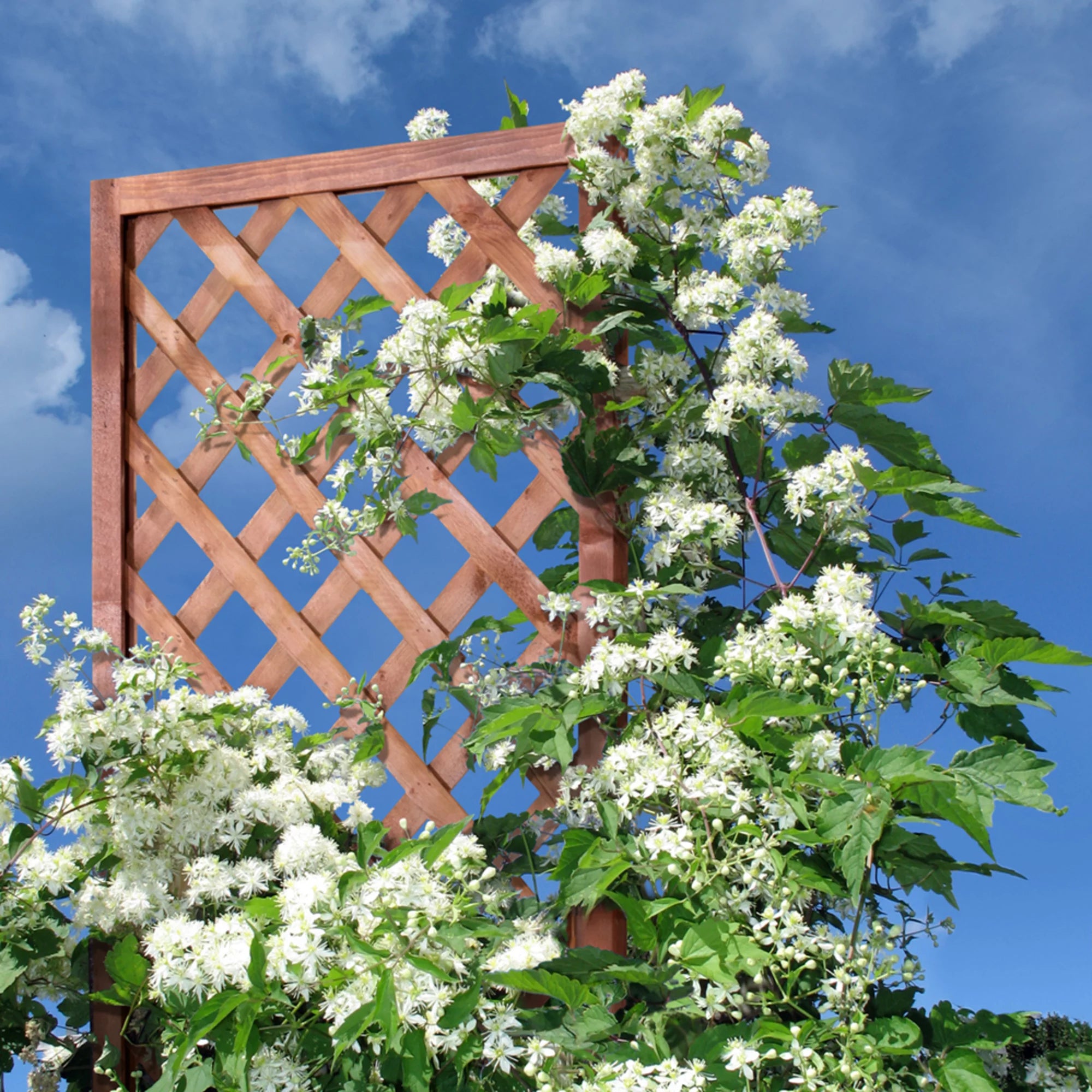 Outdoor Essentials Heirloom 72 in. Walnut-Tone Diamond Lattice Trellis Z7647