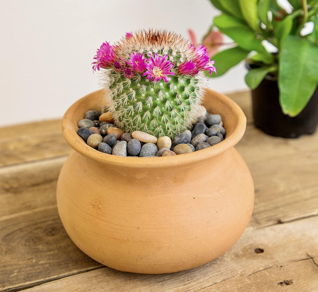 Assorted Cactus Plants Live Succulents 4PK a7