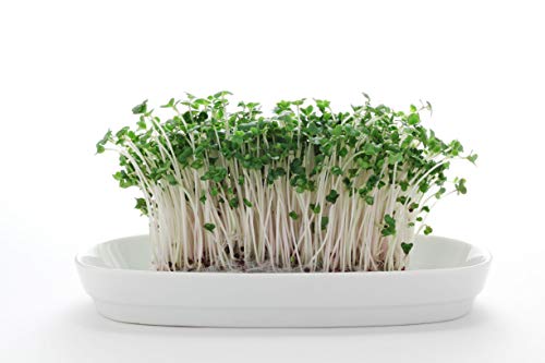 Nature Jims Sprouts Broccoli Sprout Seeds - Certified Organic, 8oz P1311