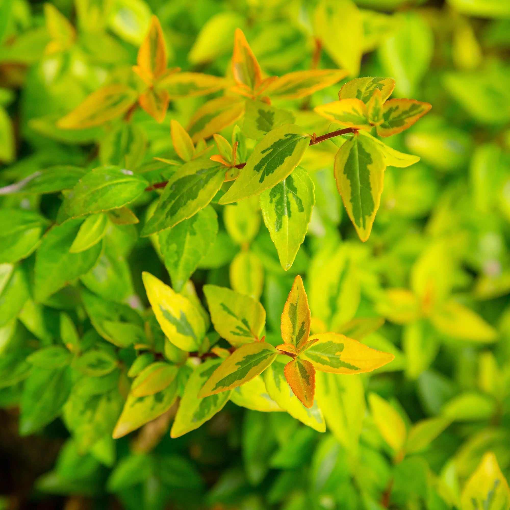 Abelia Kaleidoscope Live Shrub 2 Gallon a7