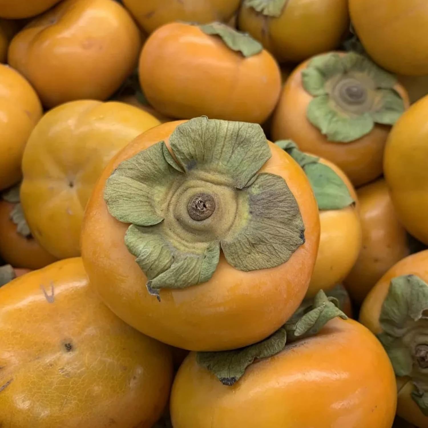 Japanese Persimmon Seeds Sweet Edible Fruit Tree Outdoor 10Pcs a7