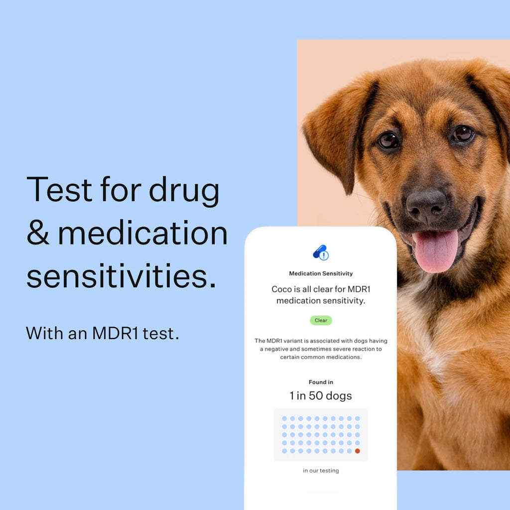 Wisdom Panel Dog DNA Test Kit L763