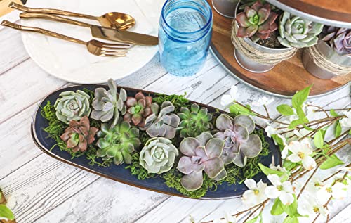 Succulent Plants Live 12 Pack Potted Indoor Houseplants a7