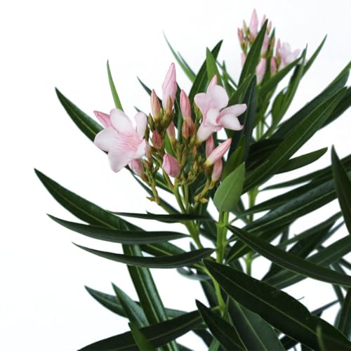 Oleander Bush Semi Dwarf Pink Flowering Shrub 10-Inch Pot k7