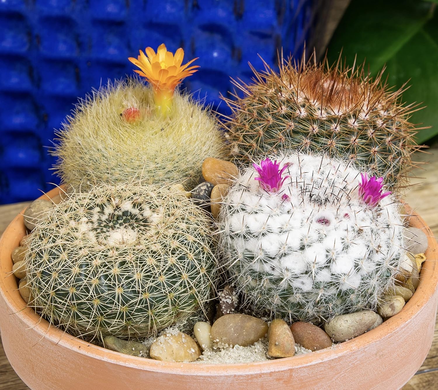 Assorted Cactus Plants Live Succulents 4PK a7