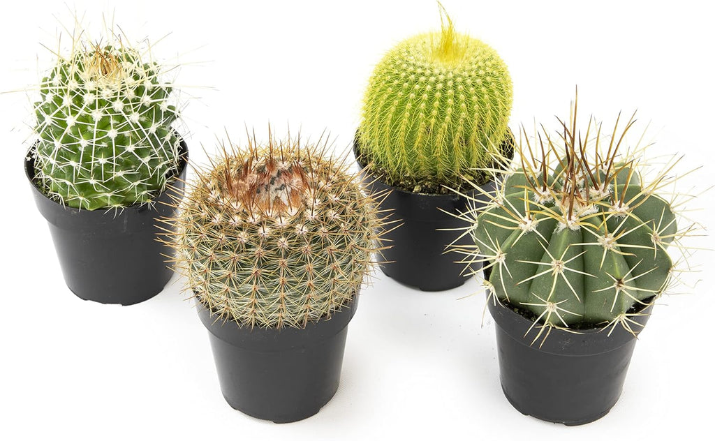 Assorted Cactus Plants Live Succulents 4PK a7