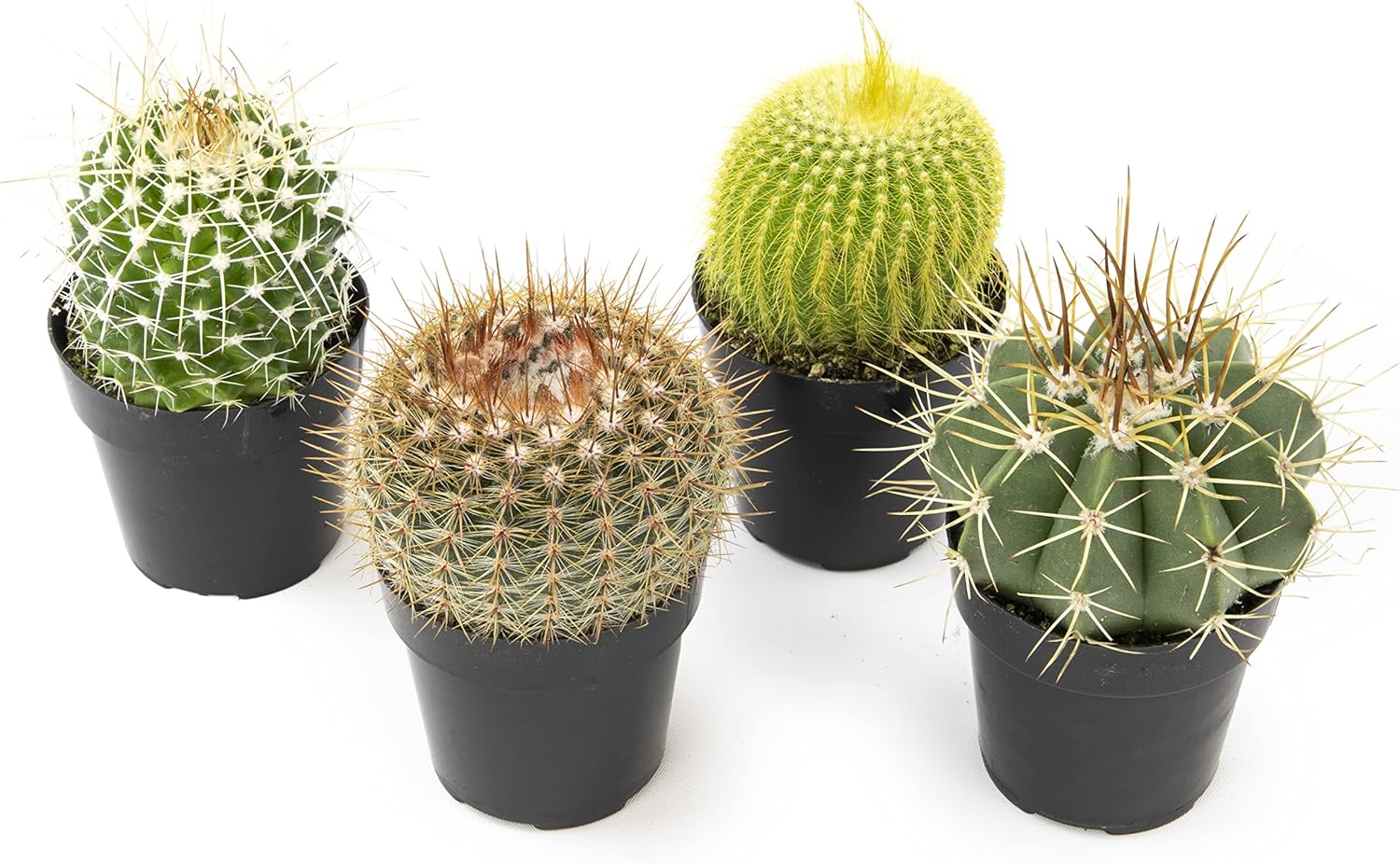 Assorted Cactus Plants Live Succulents 4PK a7