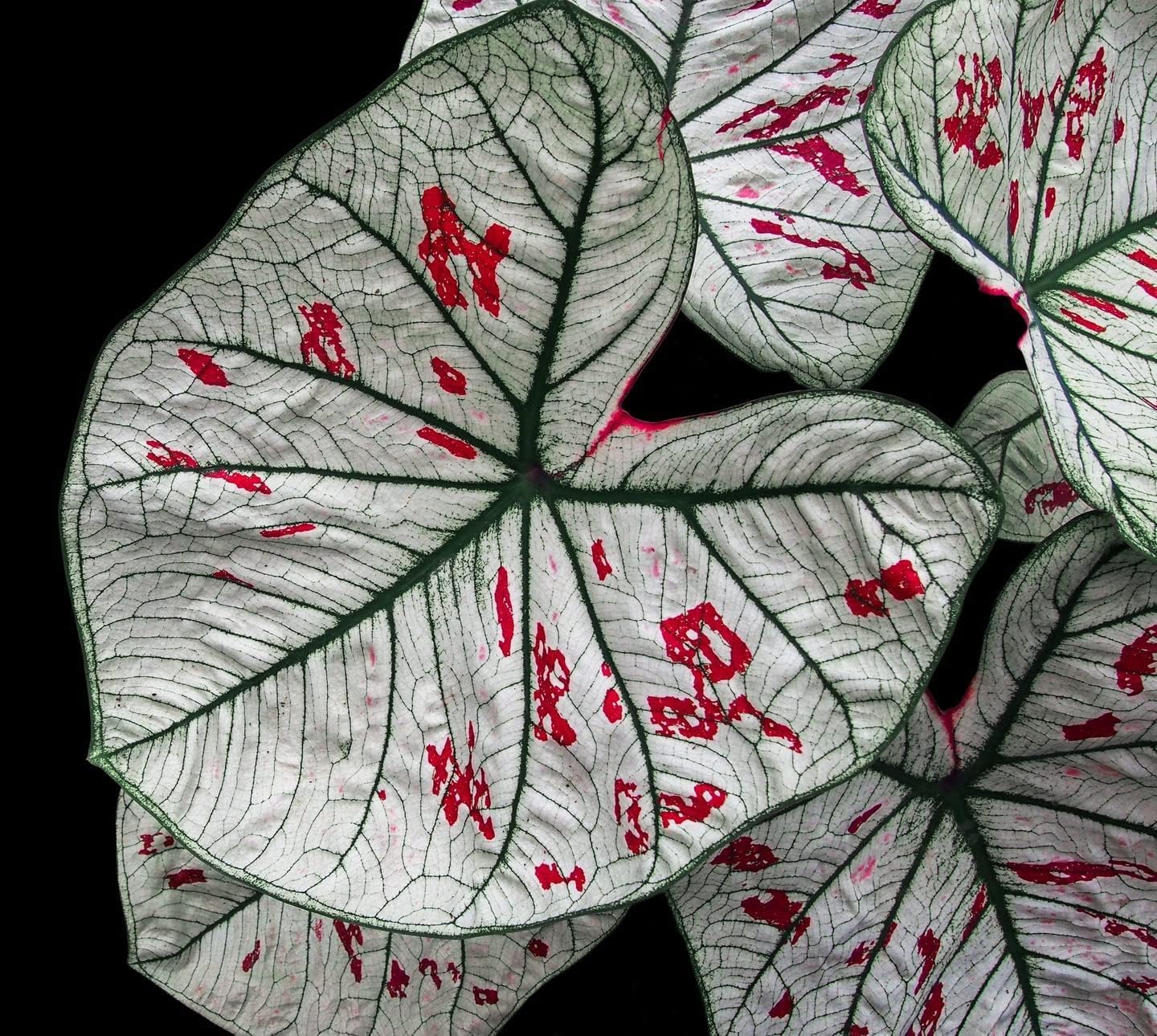 Cranberry Star Caladium Bulbs for Planting Perennial Hosta Elephant Ears a7