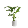 Costa Farms Live Indoor 24in. Tall White Bird of Paradise, Direct Sunlight Plant 9.25in. White Pot - Radiant Selections