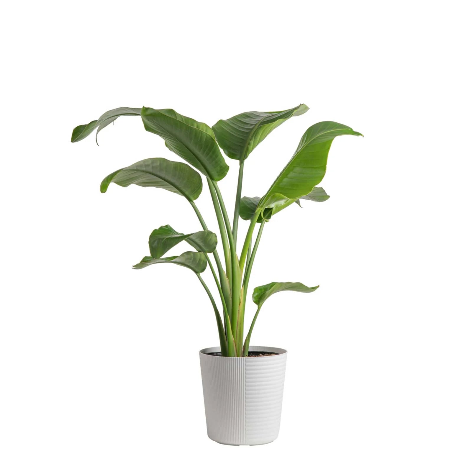 Costa Farms Live Indoor 24in. Tall White Bird of Paradise, Direct Sunlight Plant 9.25in. White Pot - Radiant Selections