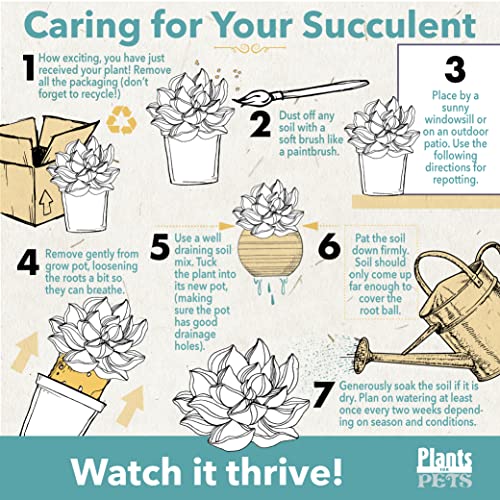 Succulent Assortment in Clay Pot Planter a7