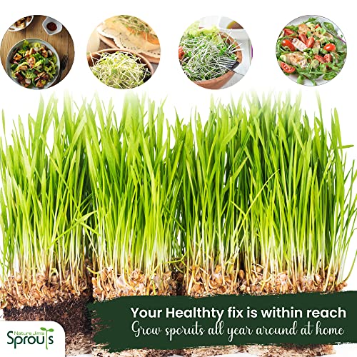Nature Jims Sprouts Organic Wheatgrass Seeds for Sprouting, Non-GMO W25692