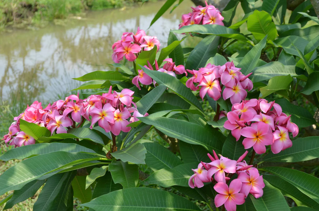 Pink Hawaiian Plumeria Frangipani Plant Cutting 9-12 Inch Perennial a7