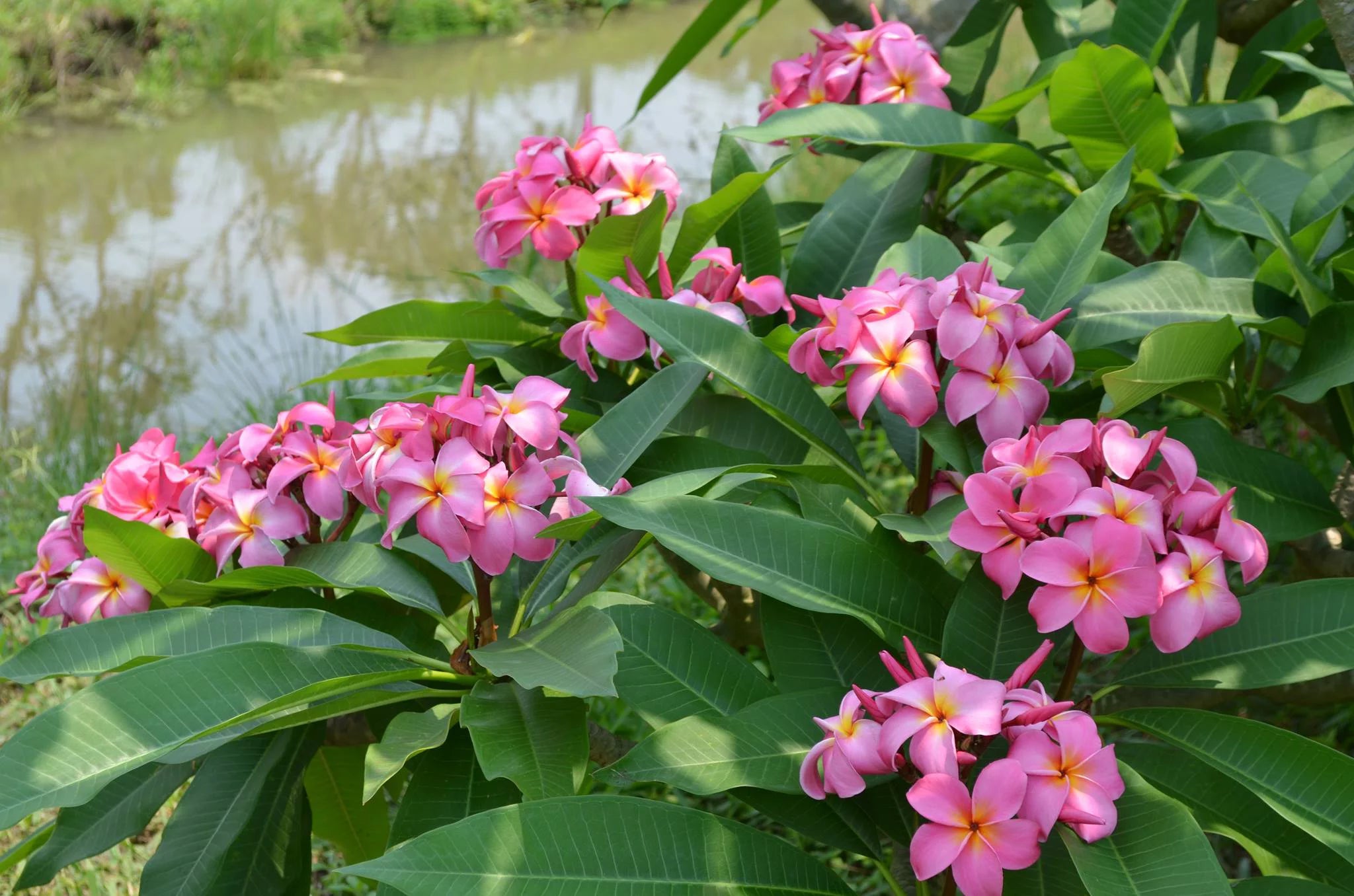 Pink Hawaiian Plumeria Frangipani Plant Cutting 9-12 Inch Perennial a7
