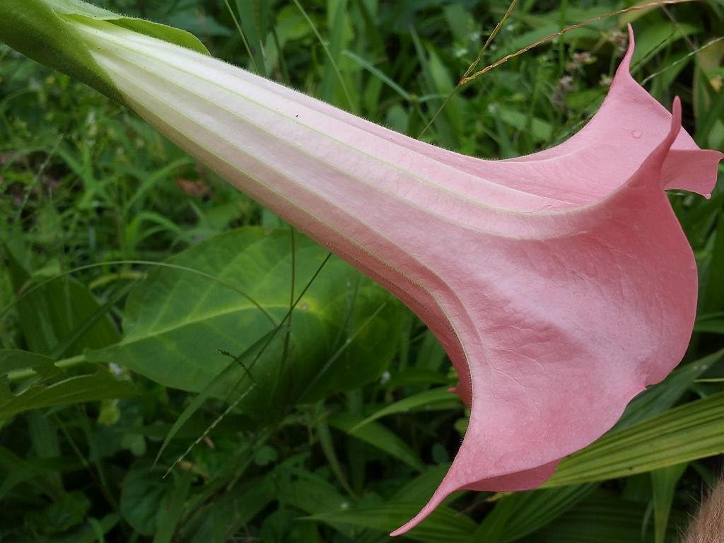 Butterfly Pink Brugmansia Angels Trumpet Live Tropical Plant Coral Pink Fragrant Flower Starter Size 4 Inch Pot Emeralds TM k7