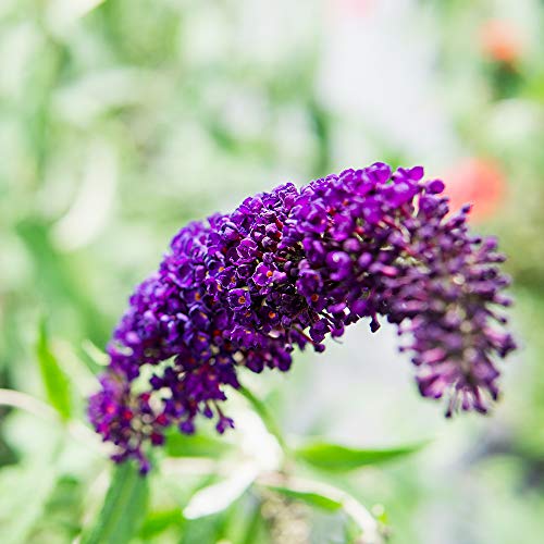 Butterfly Shrub Live Plant Outdoor Purple Flowers a7