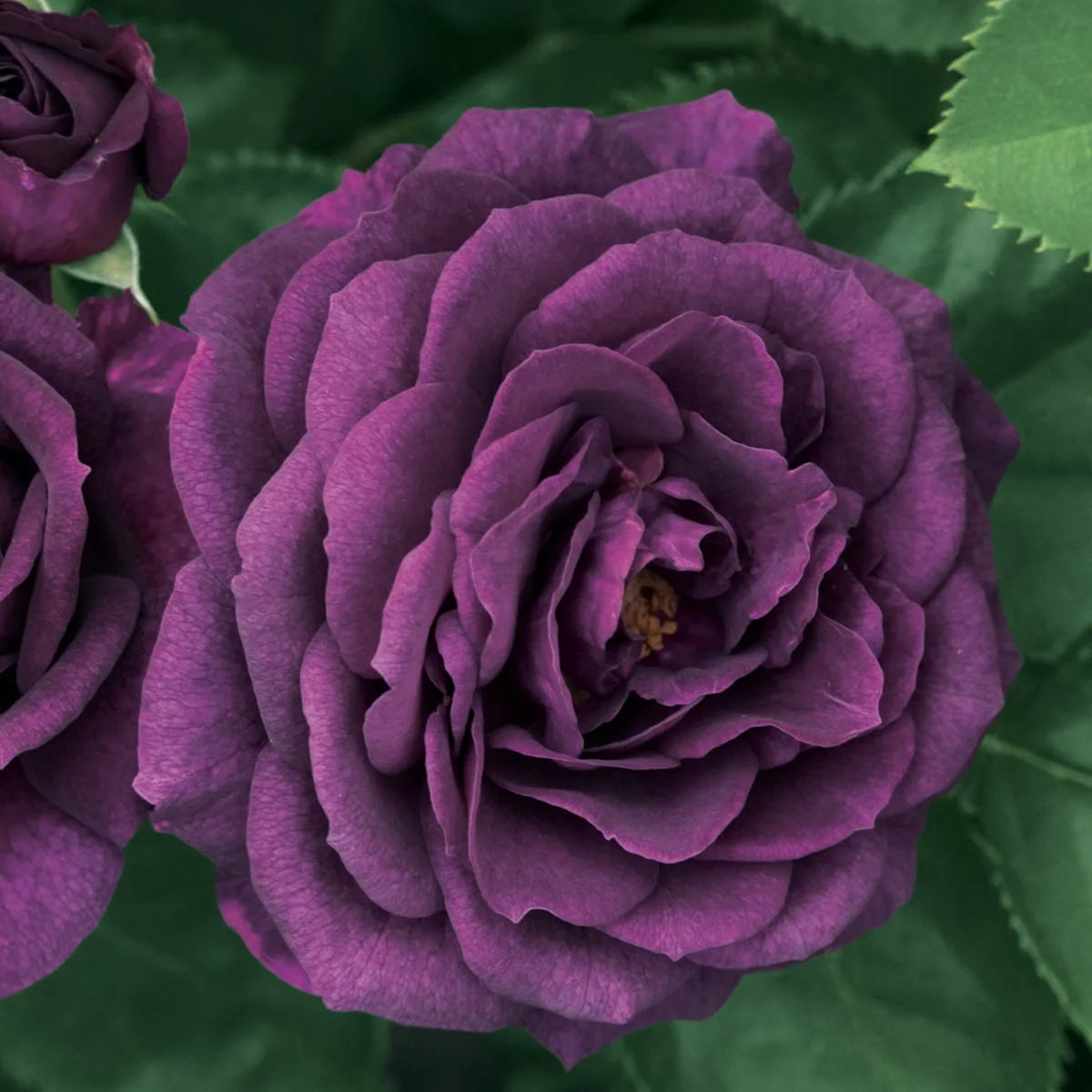 Ebb Tide Dormant Bare Root Tree Rose, Includes one dormant plant per order - Radiant Selections
