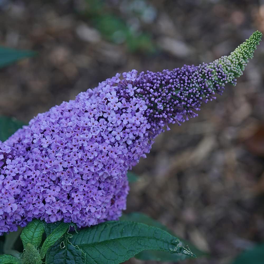 Purple Butterfly Bush Deciduous Shrub 3 Gallon Pot k7