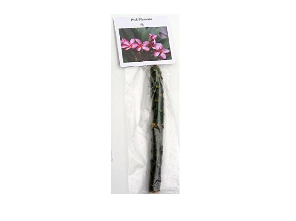 Pink Hawaiian Plumeria Frangipani Plant Cutting 9-12 Inch Perennial a7