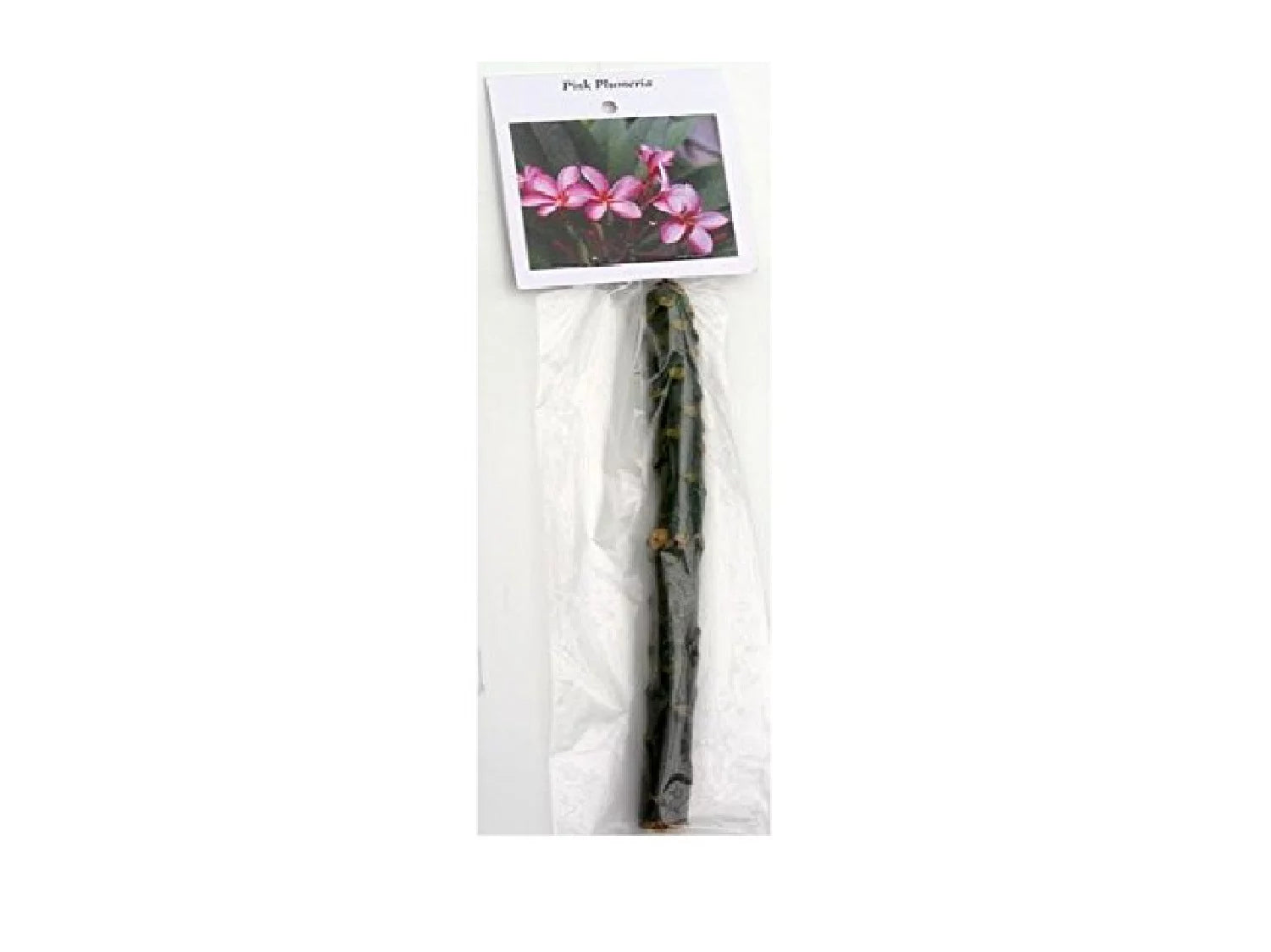 Pink Hawaiian Plumeria Frangipani Plant Cutting 9-12 Inch Perennial a7