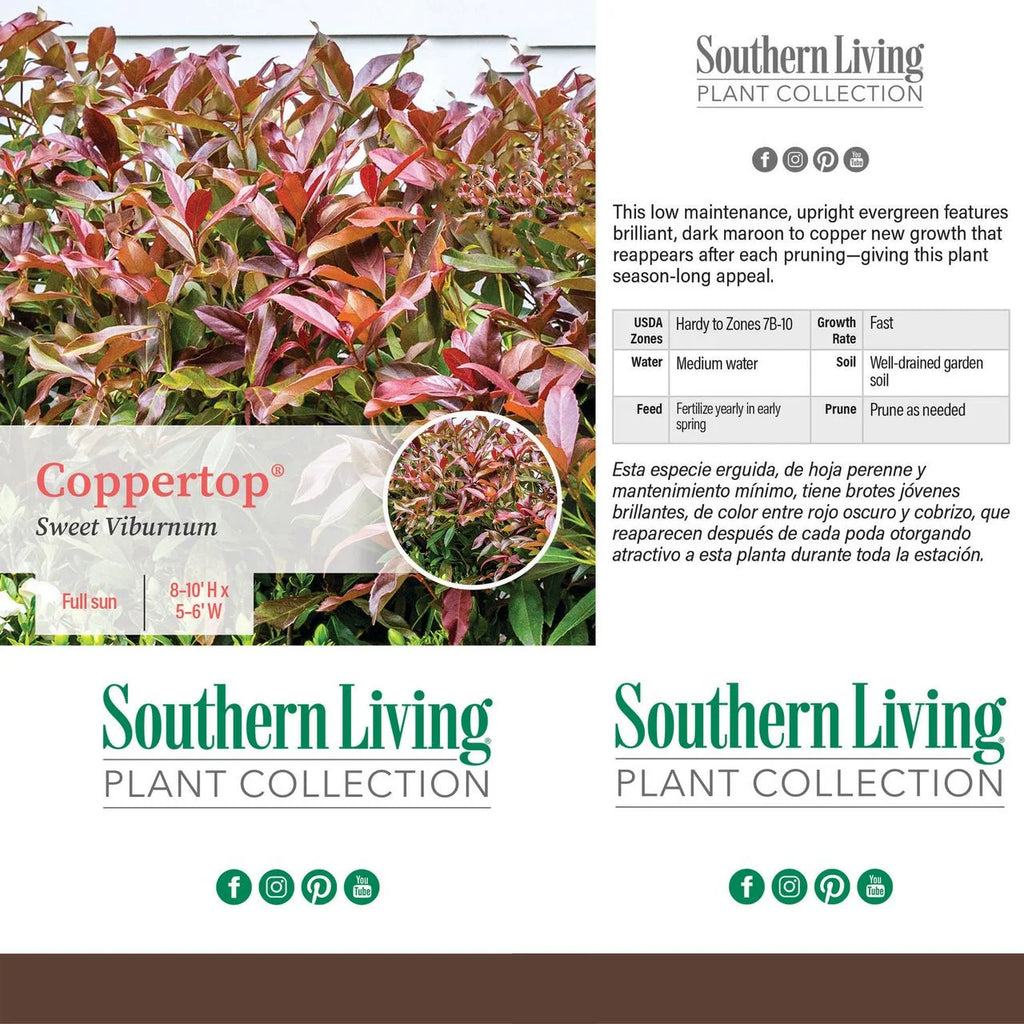 Viburnum Copper Top Live Shrub 2 Gallon a7