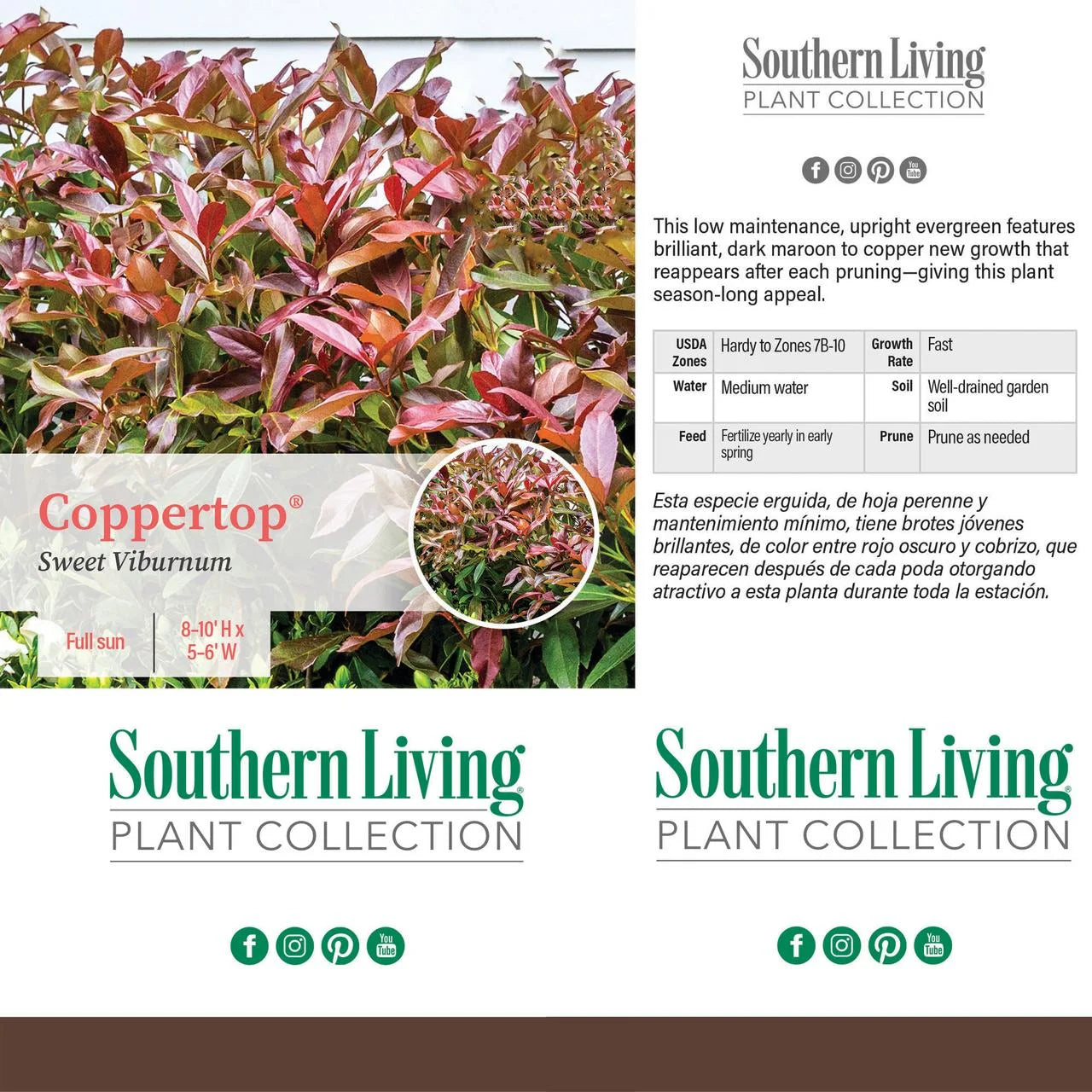 Viburnum Copper Top Live Shrub 2 Gallon a7