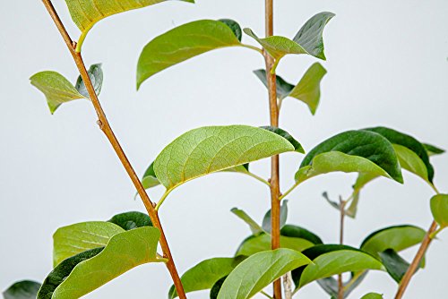 Persimmon Tree Live Plant 3-4 ft a7