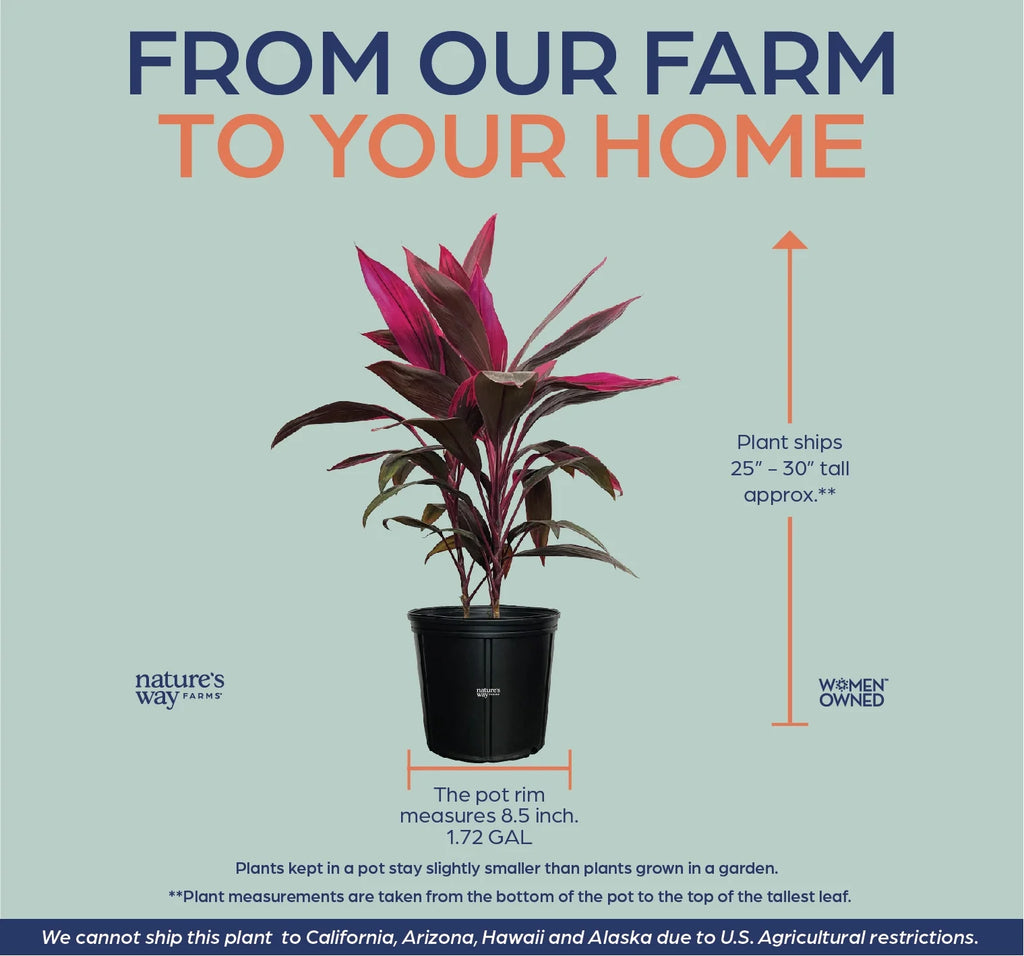 Cordyline Red Sister Live Plant 25-30 in. Tall in Grower Pot k7