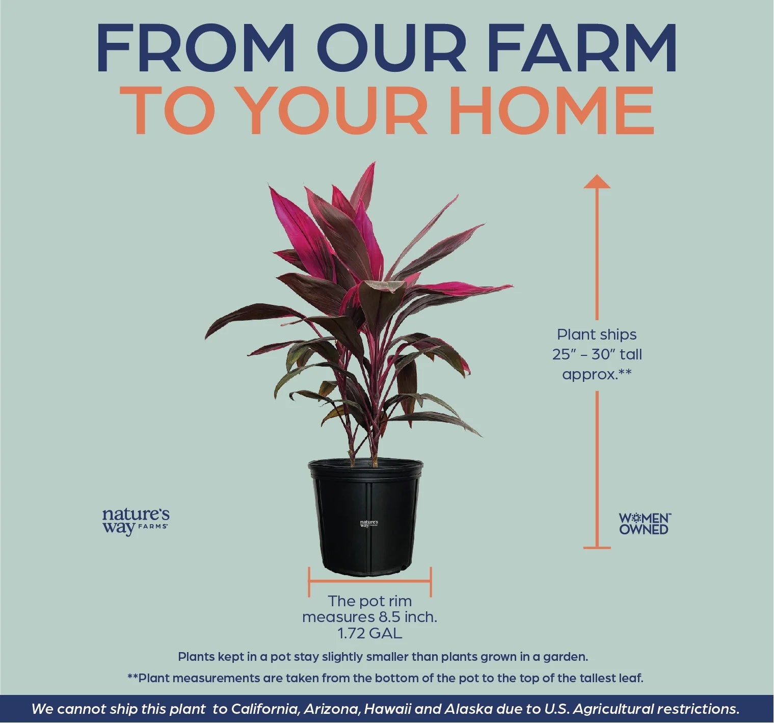 Cordyline Red Sister Live Plant 25-30 in. Tall in Grower Pot k7