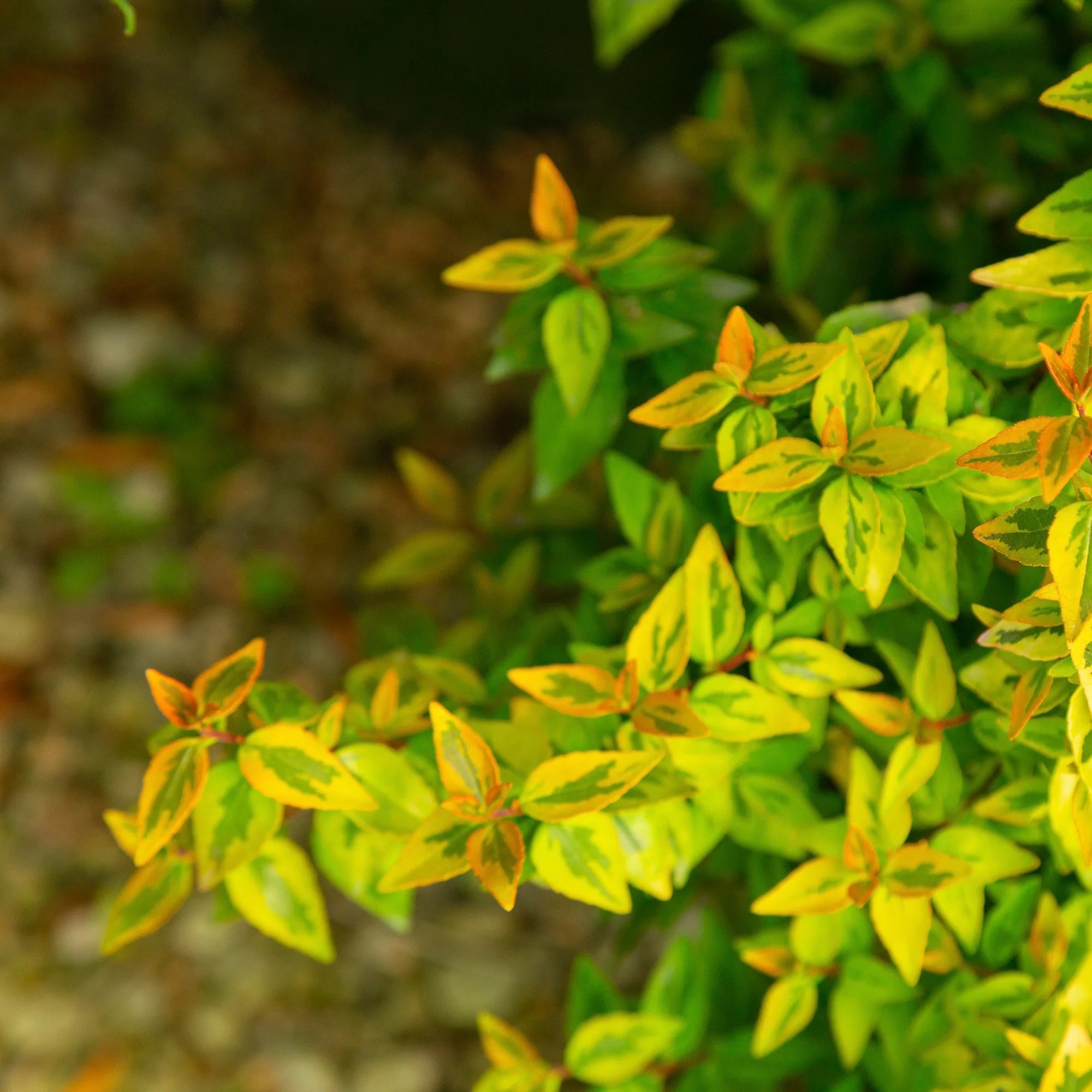 Abelia Kaleidoscope Live Shrub 2 Gallon a7