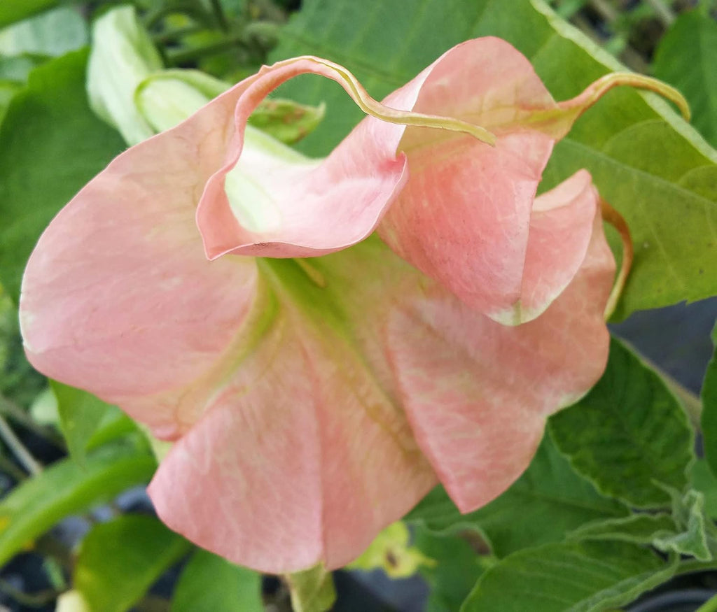 Trumpet Live Plant Double Pink Fragrant 4 Inch Pot a7